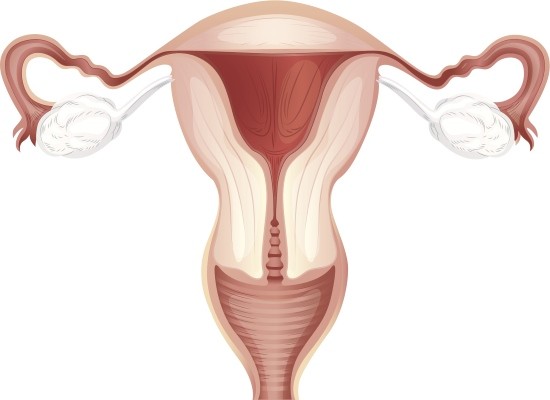 Органы репродуктивной системы женщины