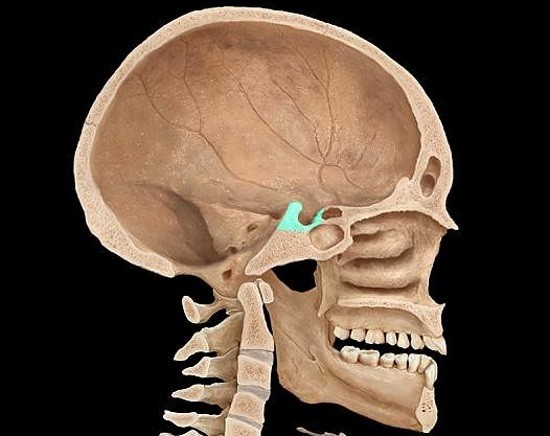 Образование в теле клиновидной кости черепа человека в виде углубления 