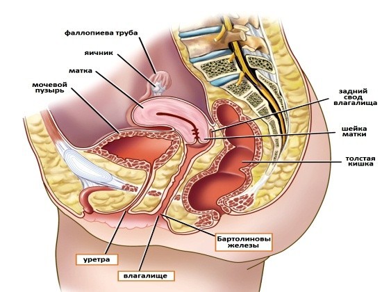 Женские половые органы, мочевой пузырь и уретра