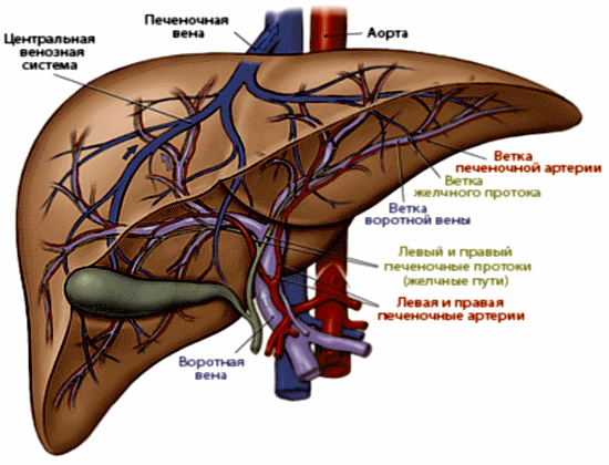Печеночные артерии и вены
