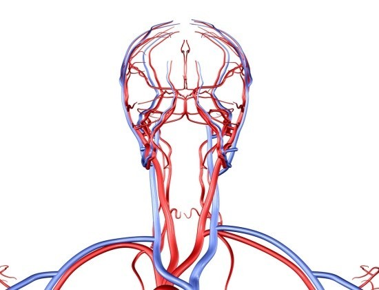 Расположение артерий и вен