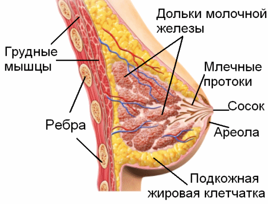 Анатомия грудной железы
