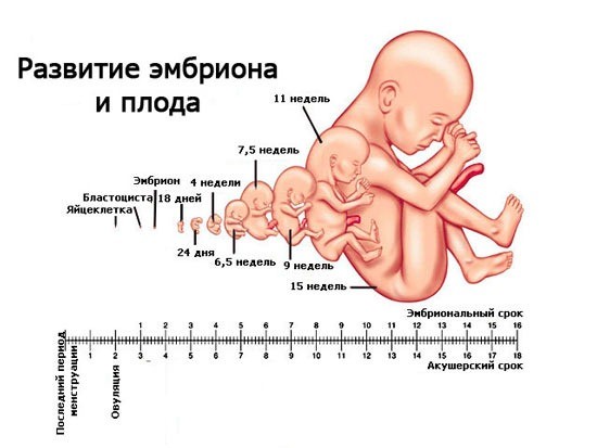 Развитие эмбриона и плода по неделям