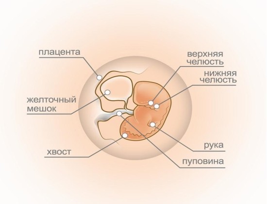 Эмбрион в конце пятой недели беременности