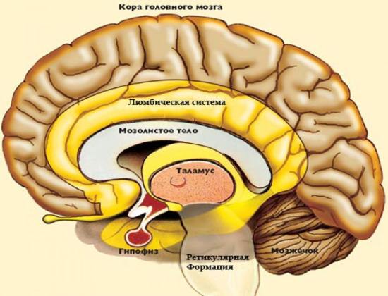 Строение головного мозга человека