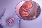 УЗИ на сроке беременности 10-11 недель