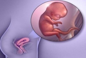 УЗИ на сроке беременности 10-11 недель