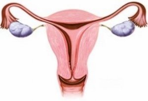 Ультразвуковое обследование матки и яичников – когда и зачем