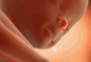 Ультразвуковые данные на 28-29 неделе беременности: начало жизни новой личности