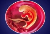 Что позволяет выяснить ультразвуковое исследование на 5 неделе беременности