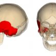 В каких случаях показана рентгенография височной кости и уха?