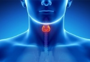 Обследуем щитовидку: УЗИ органа в фас и профиль