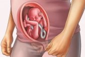 УЗИ при беременности: 20 недель